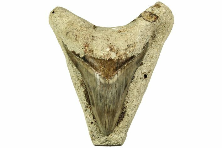 Serrated, Fossil Megalodon Tooth In Limestone - Indonesia #214765